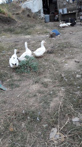  - Pasari octombrie 2018