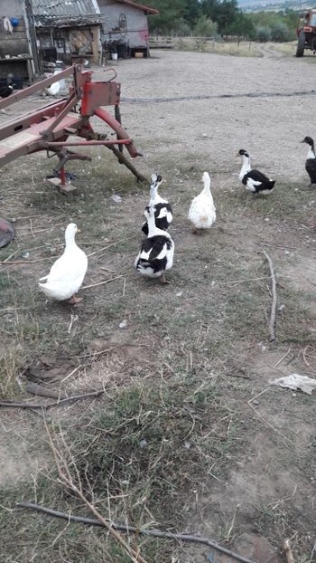  - Pasari octombrie 2018