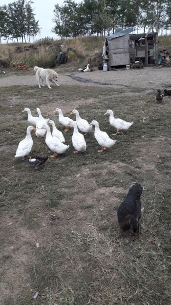  - Pasari octombrie 2018