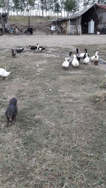  - Pasari octombrie 2018