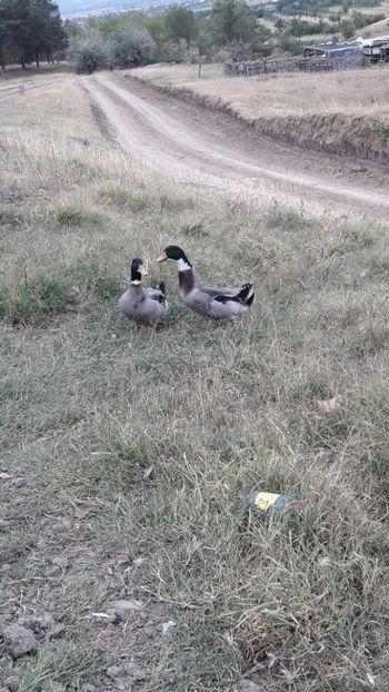  - Pasari octombrie 2018