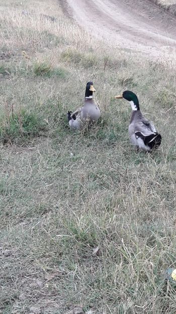  - Pasari octombrie 2018