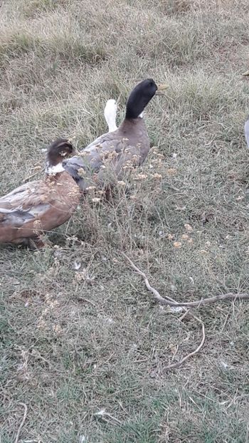  - Pasari octombrie 2018