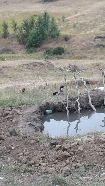  - Pasari octombrie 2018