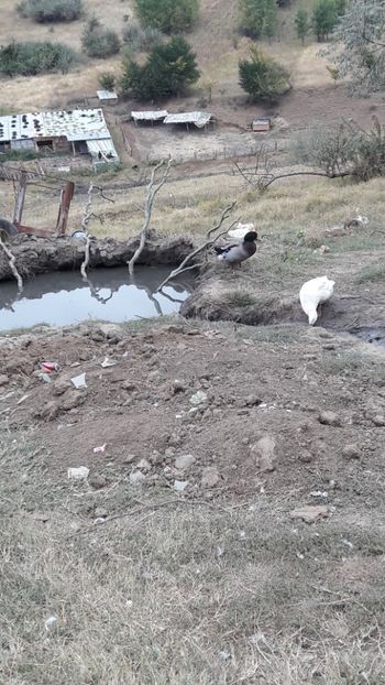  - Pasari octombrie 2018