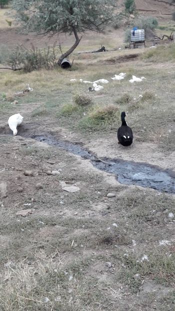  - Pasari octombrie 2018