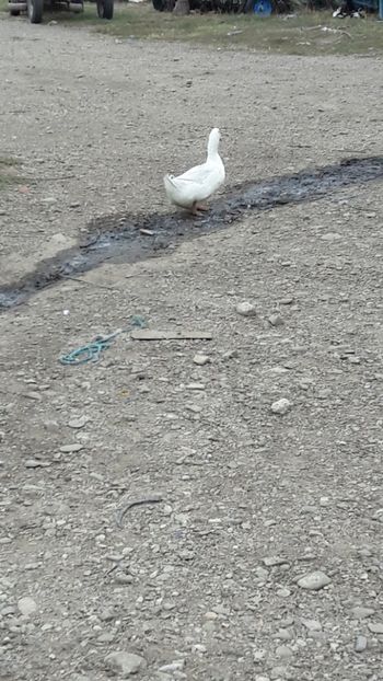  - Pasari octombrie 2018