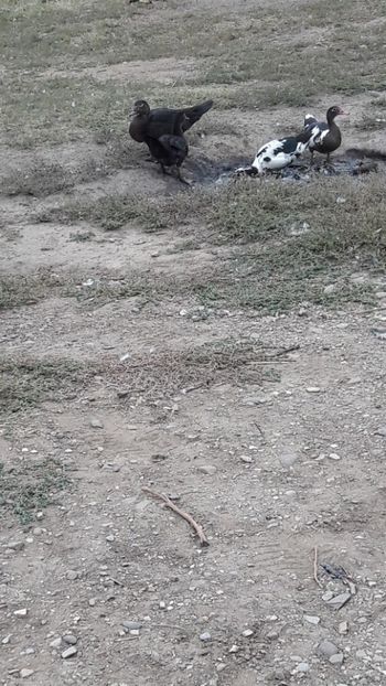  - Pasari octombrie 2018