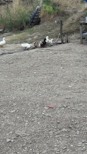  - Pasari octombrie 2018