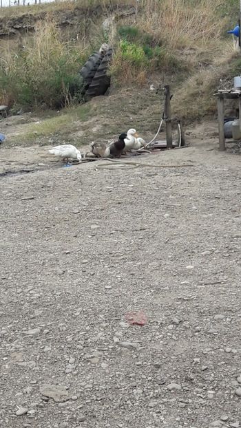  - Pasari octombrie 2018