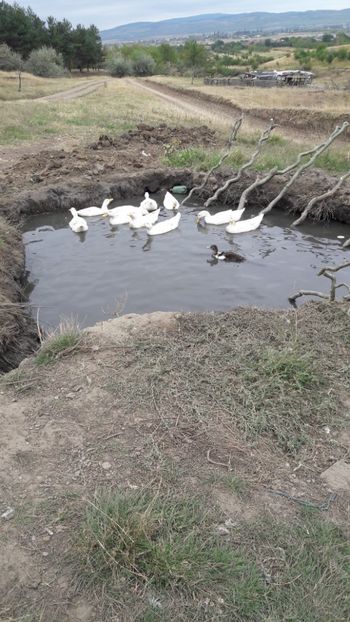  - Pasari octombrie 2018