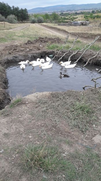  - Pasari octombrie 2018