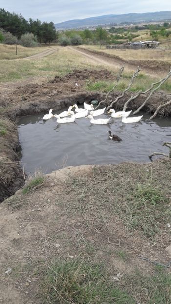  - Pasari octombrie 2018