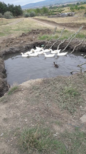  - Pasari octombrie 2018