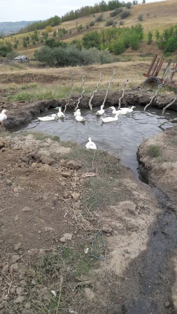  - Pasari octombrie 2018