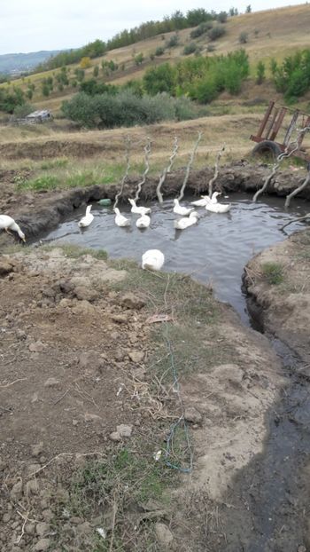  - Pasari octombrie 2018