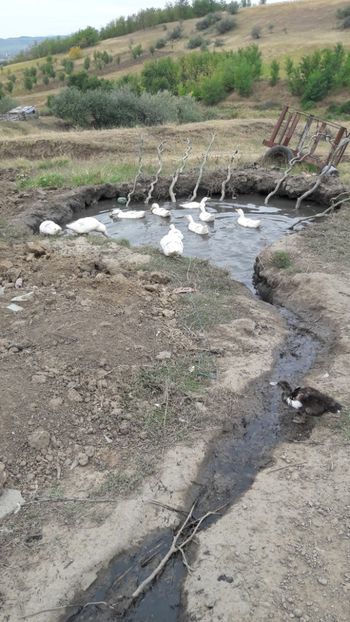  - Pasari octombrie 2018