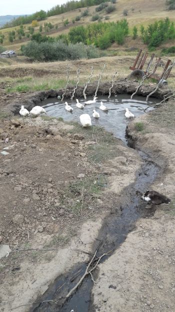  - Pasari octombrie 2018