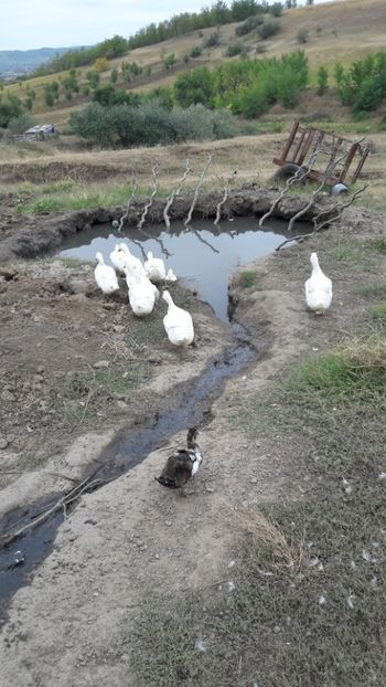  - Pasari octombrie 2018