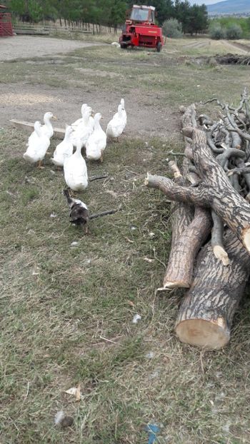  - Pasari octombrie 2018