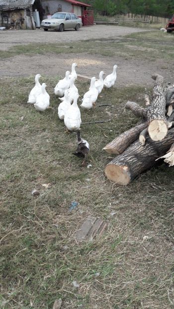  - Pasari octombrie 2018