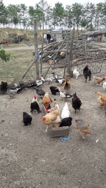  - Pasari octombrie 2018