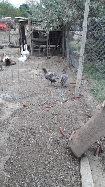  - Pasari octombrie 2018