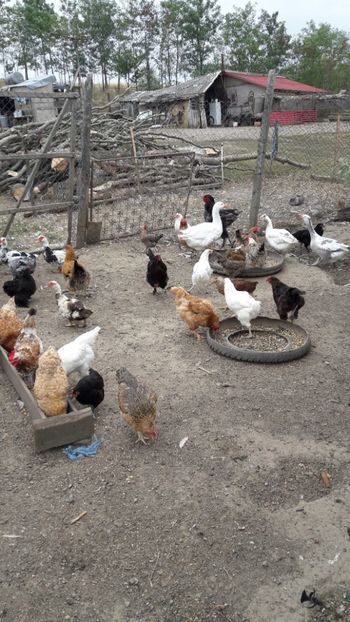  - Pasari octombrie 2018