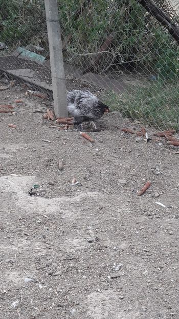  - Pasari octombrie 2018