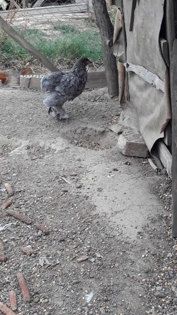  - Pasari octombrie 2018