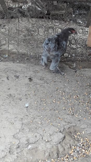  - Pasari octombrie 2018