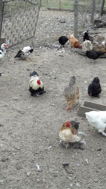  - Pasari octombrie 2018