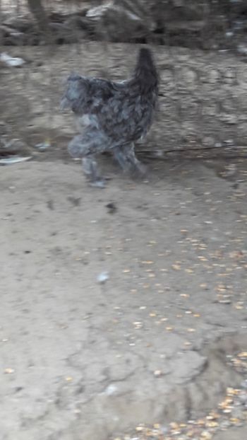  - Pasari octombrie 2018