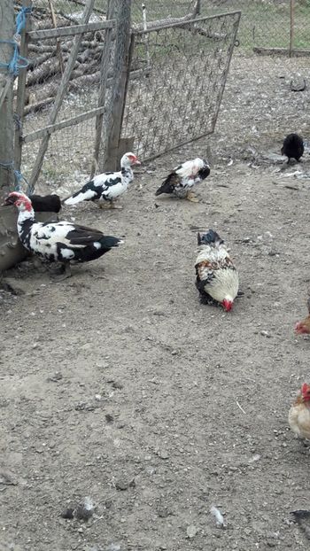  - Pasari octombrie 2018