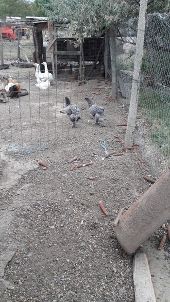  - Pasari octombrie 2018