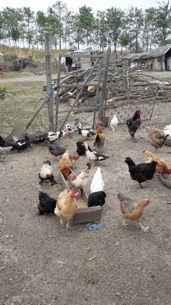  - Pasari octombrie 2018