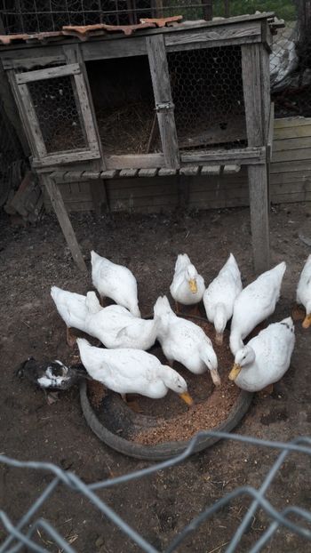  - Pasari octombrie 2018