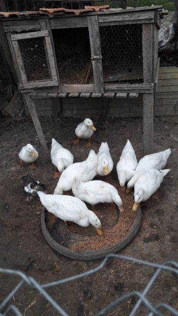  - Pasari octombrie 2018