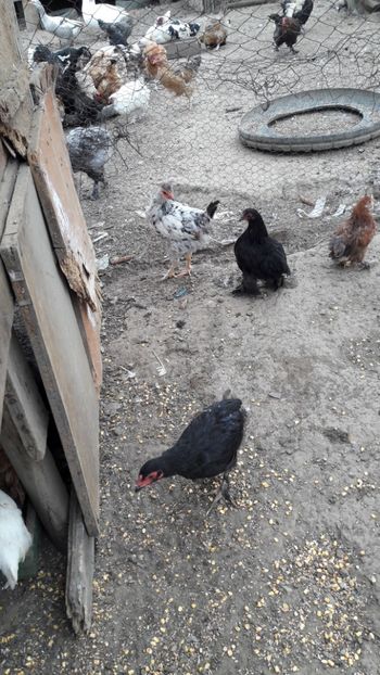  - Pasari octombrie 2018