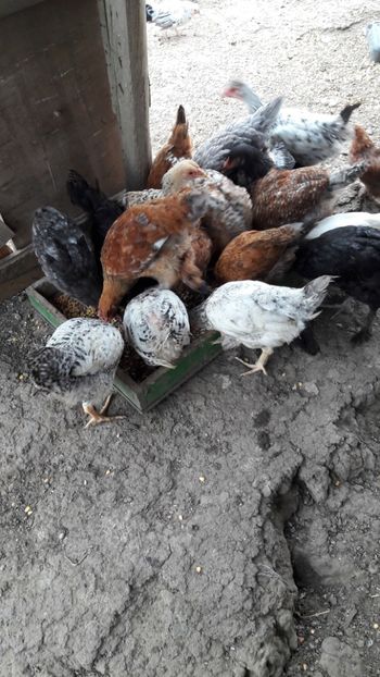  - Pasari octombrie 2018