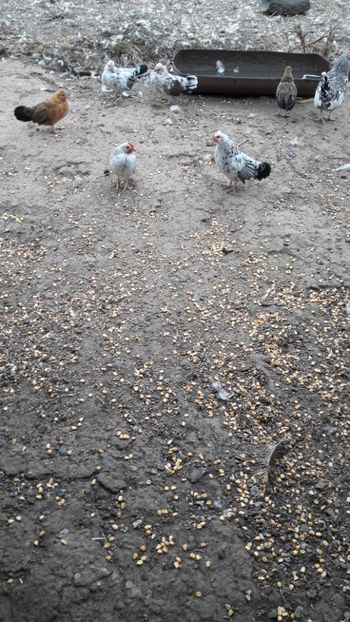  - Pasari octombrie 2018