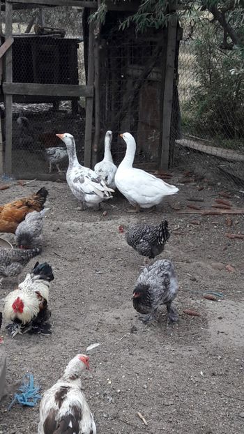  - Pasari octombrie 2018