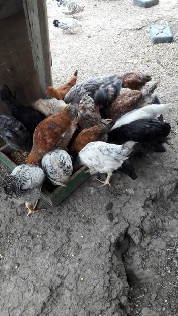  - Pasari octombrie 2018