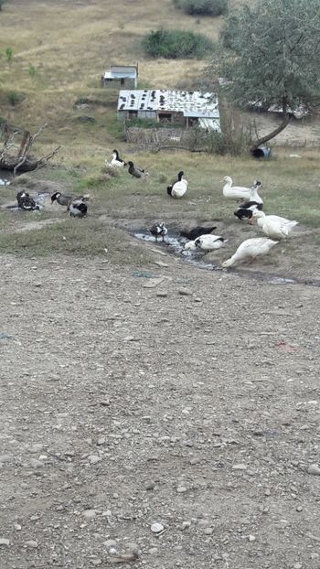  - Pasari octombrie 2018