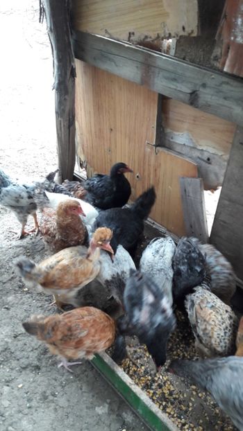  - Pasari octombrie 2018