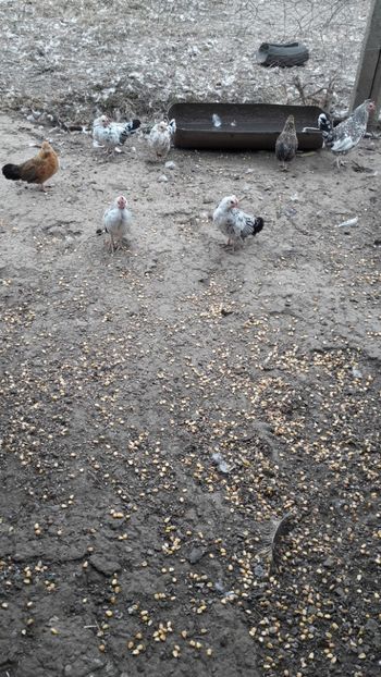  - Pasari octombrie 2018