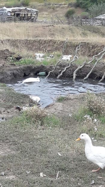  - Pasari octombrie 2018