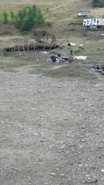  - Pasari octombrie 2018