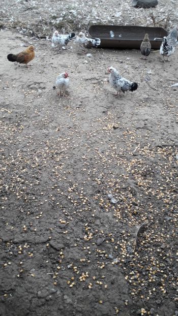  - Pasari octombrie 2018