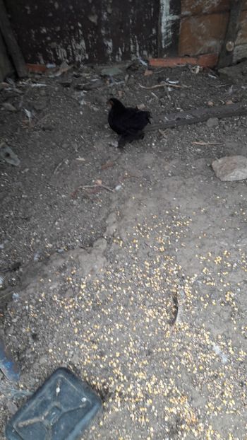  - Pasari octombrie 2018